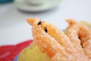 Lire la suite à propos de l’article Comment naissent les moucherons de cuisine? Origines et solutions